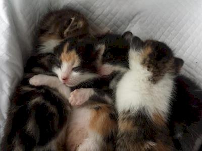 Recovery for our ill kittens