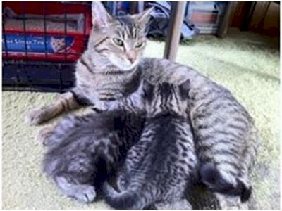 Queenstown Cat Rescue: Funding for our Rescue Cats