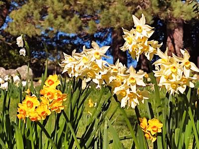 Aroha for Auckland Attack