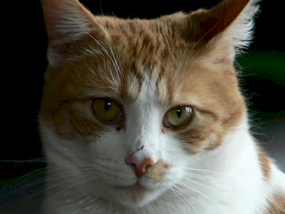 Gold Coin Neuters @ The Kitten Inn