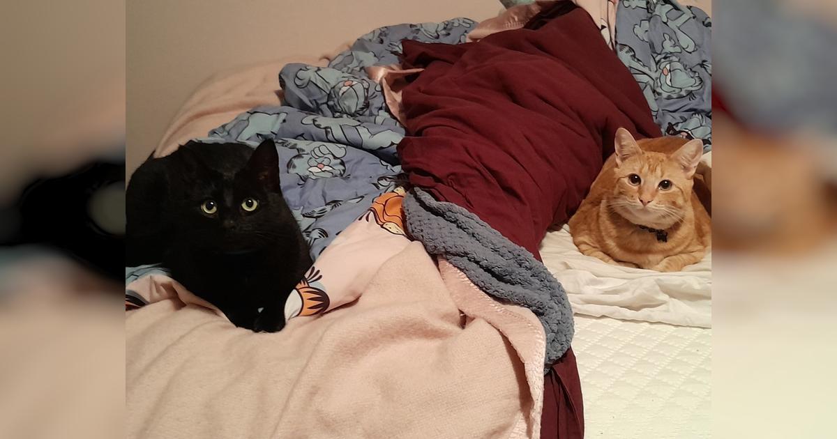 Help a stranger with rent! - Givealittle