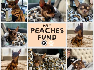 Peaches Medical Fund: Ongoing costs for a brain damaged rescue dog making a miraculous recovery!
