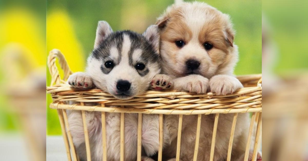 Aspennz- Alliance Stopping Pet Executions Nationally NZ - Givealittle