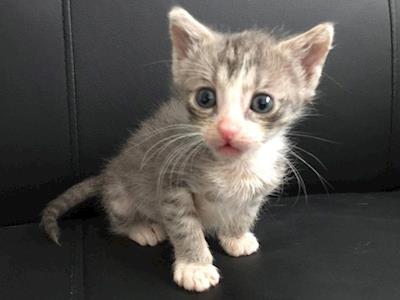 Help Lonely Miaow Save Princess Jasmine!