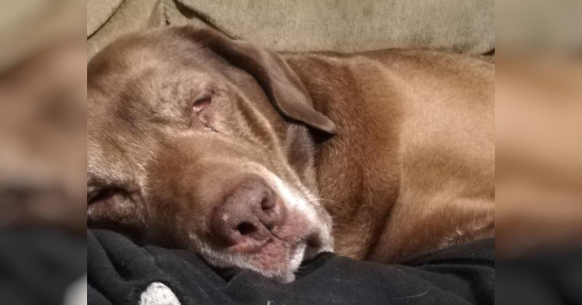 tazer-needs-surgery-givealittle