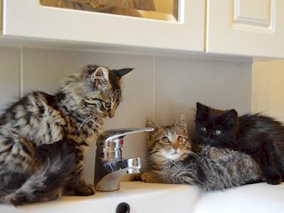 Forth Street Kittens and Cats desexing fund