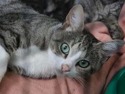 Outpawed Community Desexing Project