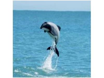 Ella doing Walk for Hector's