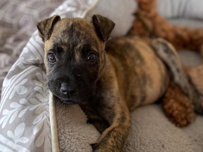 RRR - Rescue Revive Rehome - Canine