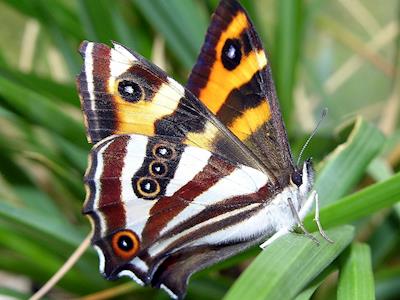 Save the Forest Ringlet!!!