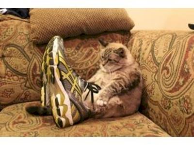 Aly's Half Marathon: Fundraising for Hope Rescue