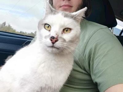 Help Cheemsburger get his surgery