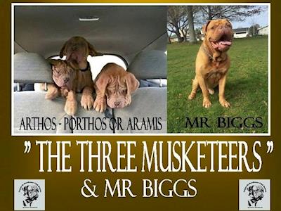 DDB Club Rescue - Pet Expo 2016