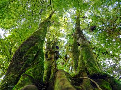 Native Forest Restoration Trust