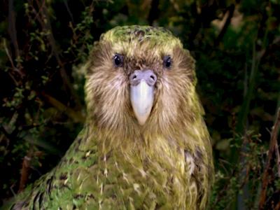 Help The Kakapo Chicks!
