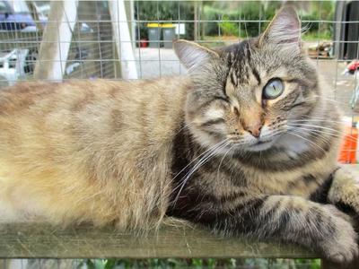The NZ Cat Foundation