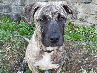 Fundraising for surgery and rehab for 8-month-old puppy Jonah