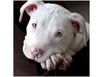 Christchurch Bull Breed Rescue
