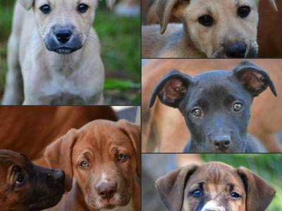 Support to relocate and rebuild after major parvo outbreak