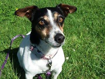 Poppy needs your help