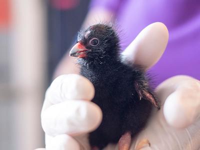 Pūkeko - Big Feet, Bigger Cause!!!