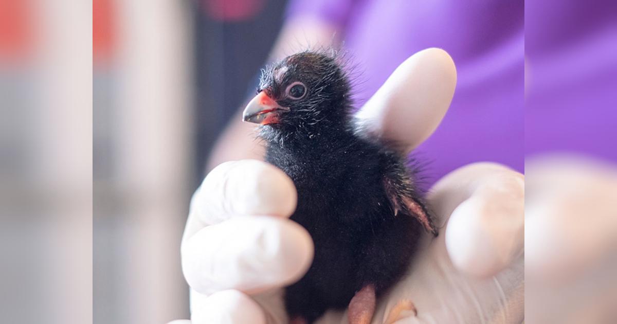 Pūkeko - Big Feet, Bigger Cause!!! - Givealittle