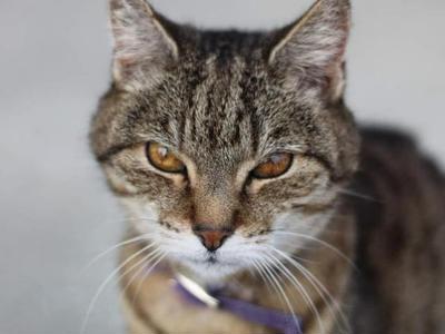 Meow Meow - Bus Stop Cat