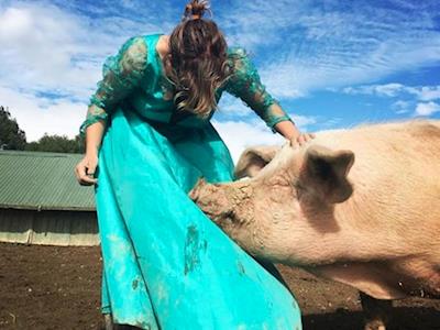 Dancing with the Pigs