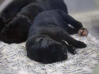 Country Retreat Animal Sanctuary