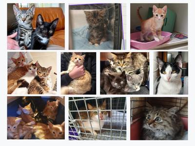 Hope Rescue South Auckland