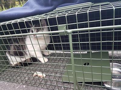 Outpawed Horowhenua TNR Project