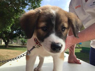 SPAW Christmas Appeal