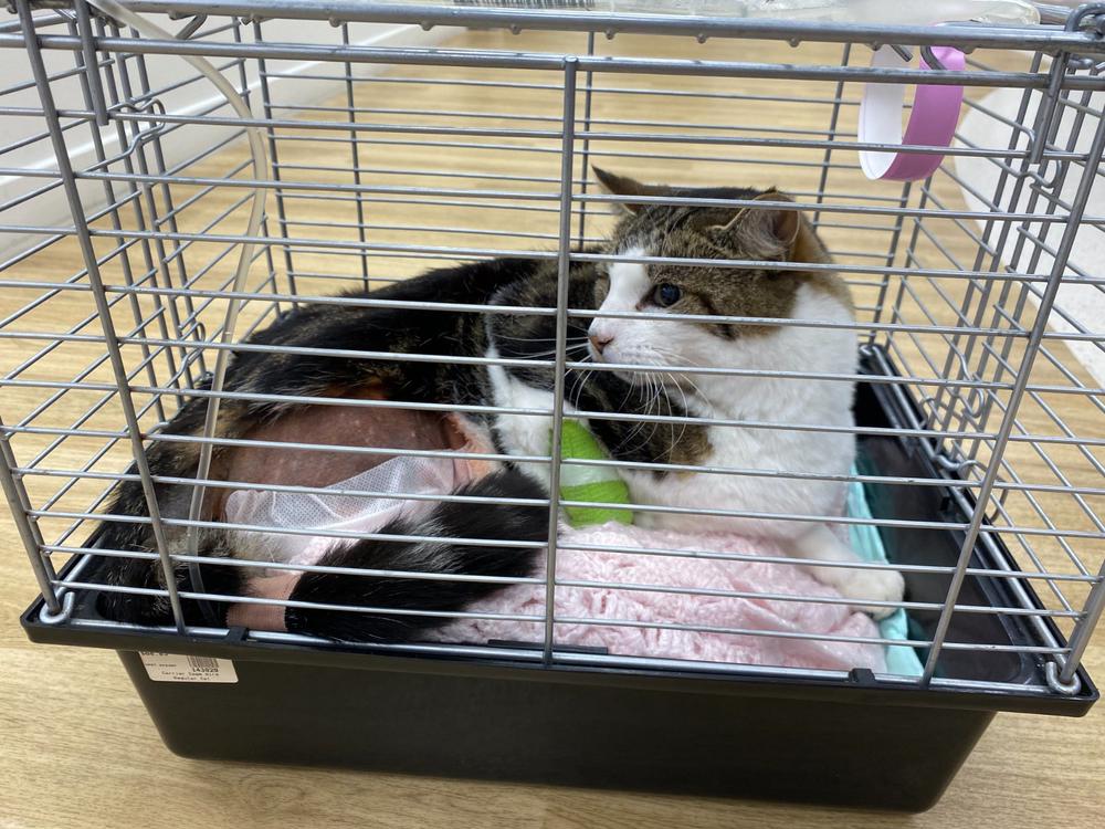 Nutmeg the Cat needs your help