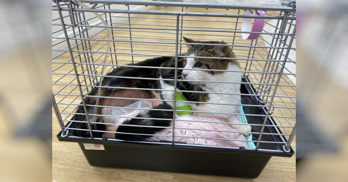 Nutmeg the Cat needs your help