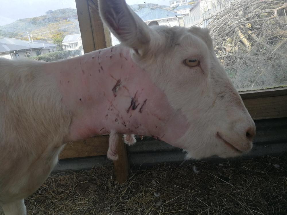 Goats savaged by pitbull need your help! - Givealittle