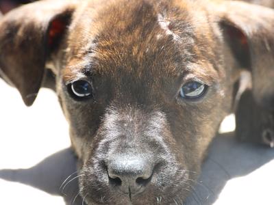 Helping Pregnant mummy dogs and puppies