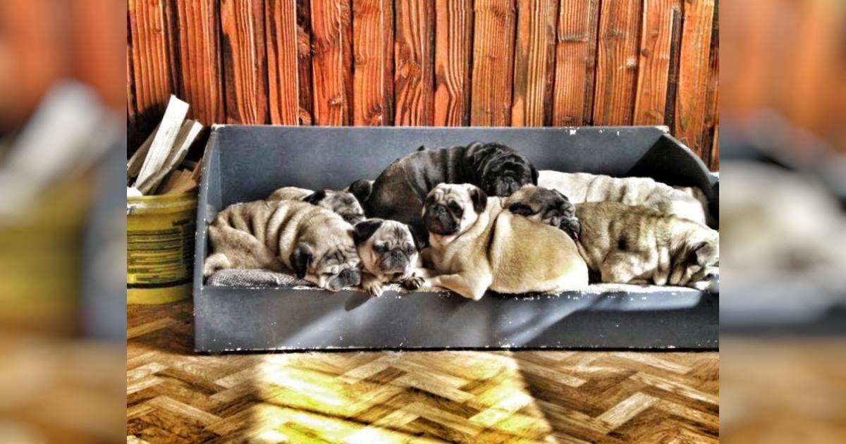 New Zealand Pug Rescue, helping Pugs for over 20 years - Givealittle