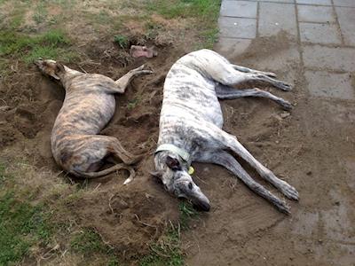 GAP Adoption Leads Fundraiser