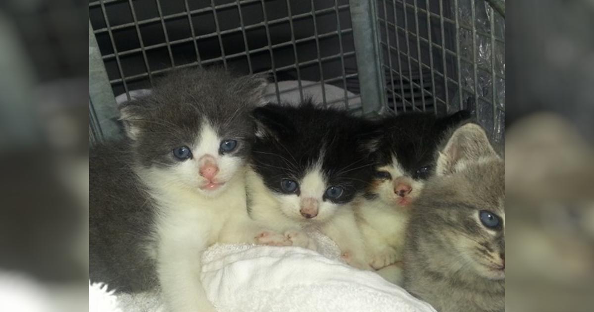 Too many kittens! - Givealittle
