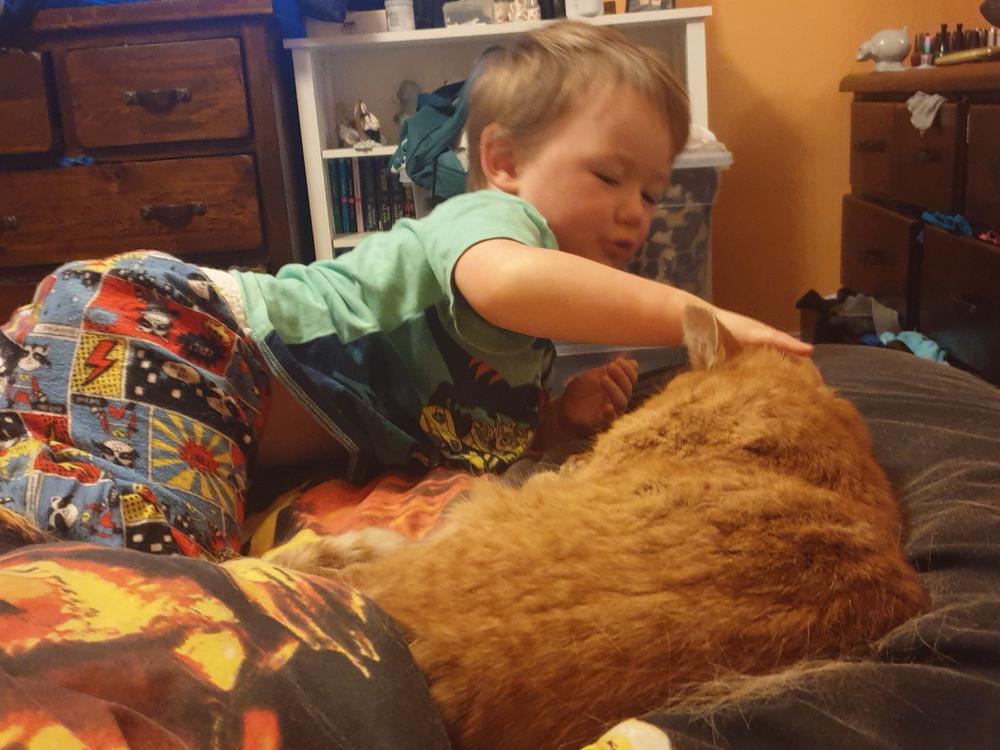 Paying for Simba's vet bill. - Givealittle