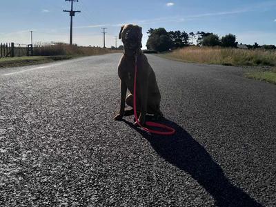 100KM Challenge: Stepping Up for Our Furry Friends!