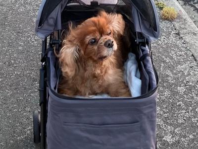 For Pet Refuge: In memory of Cody Bear