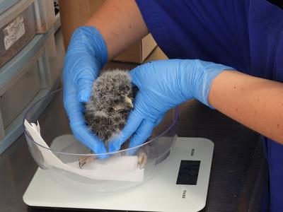 Baby Bird Season Appeal