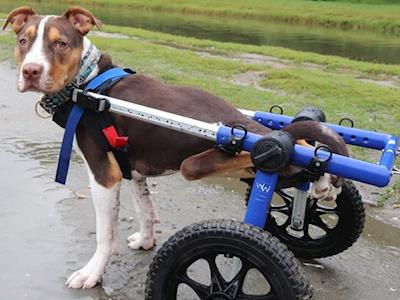 Paddle the paralyzed pup - Tail surgery cost