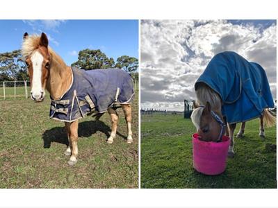 Project Winter Warmth: Durable Winter Horse Covers for Ambury Park Centre