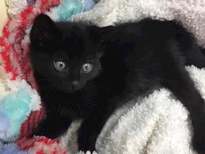 Help Donkey be a little less Wonky?