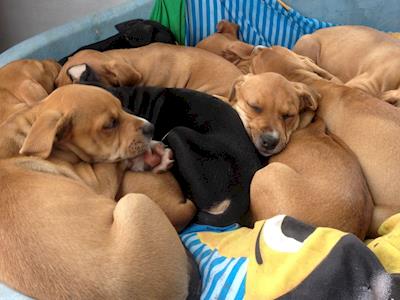 Ruakaka Dog Rescue - Help Protect a Puppy