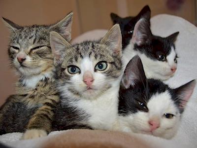 Fabulous Five Desexing Fund