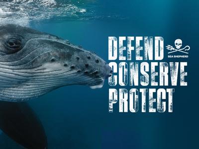 Fighting to Protect our Oceans