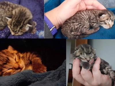 Gizmo the Chicken Coop Kitten